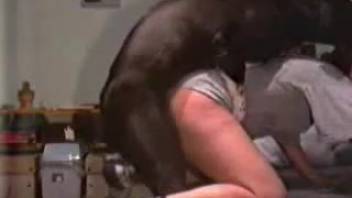 Large canine licking vagina