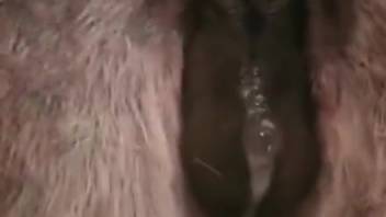 Penetrated a male donkey anally while it remained quiet and still