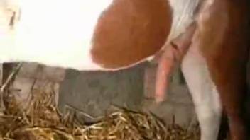 Dude capturing footage of the chick in the barn with her naked butt in sexy stockings, horse gets aroused and bangs that babe