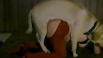 Red thong for dog