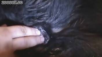 Beastiality videos with raw fingering. Free bestiality and animal porn