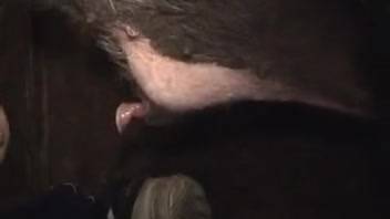 Animal sex video featuring intense bareback anal. Complimentary zoophilia and beast porn.