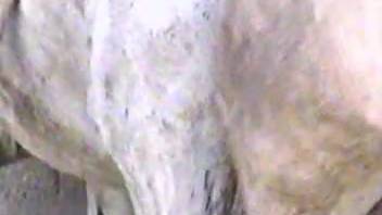 Animal sex video: Stallion mounts a mare. Gratis zoophilia and beastly erotica