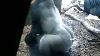 Monkey