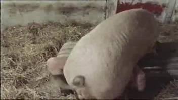 Zoophilia video featuring an aroused swine. Complimentary bestiality and animal sex content