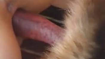 Passionate closeup sex with a dirty dog