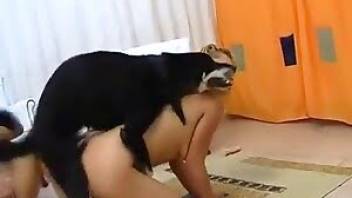 Awesome zoo sex with sexy ladies in HD