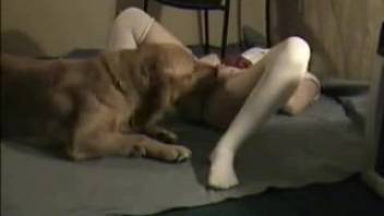Aroused canine penetrates female vagina live on webcam. Complimentary zoophilia and beast sex content