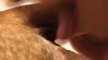 Animal sex anal licking encounter with a blond female