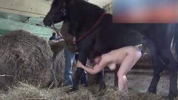 Farmyard zoophilia rear-entry equine copulation