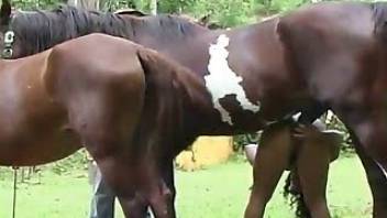 Horse fuck woman from behind and it's hot