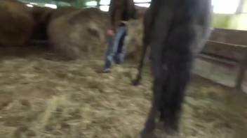 Lady has sex with horse in the stable. Complimentary zoophilia and animal erotica