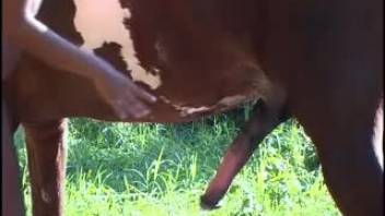 Girl horse sex video with real nice sucking