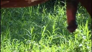 Woman has sex with a horse in an outdoor clip