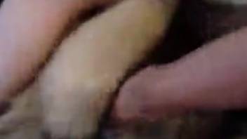Hardcore male zoophilia footage. Complimentary bestiality and beast sex videos
