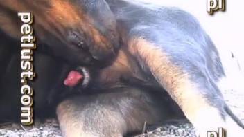 Canine intercourse video clip featuring an extremely attractive woman