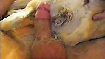 Guy fucks female dog in a cowgirl position