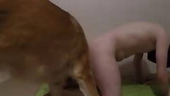 Dirty gay beastiality porn in the doggy style