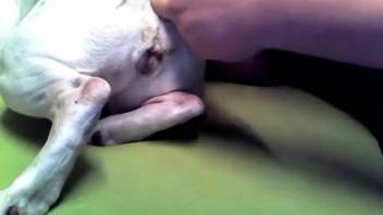 Guy screws canine and teases butt hole