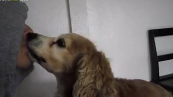 Homosexual bestiality videos featuring messy blowjobs
