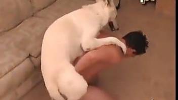 white dog fucks guy in ass in animalzooporn