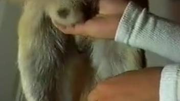 Canine relishes manual stimulation in complimentary bestiality video available