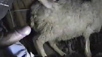 Sheep fuck scene with a really kinky dude that cums