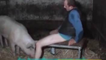 Swine banging in bestiality porn available now