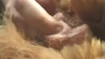 zooporno wife helping her husband fuck a chicken